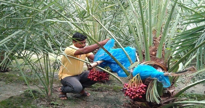 খেজুর বাগানে সফল চাঁপাইনবাবগঞ্জের মোশারফ